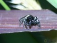 /album/arachnida/heliophanus-aeneus-jpg/